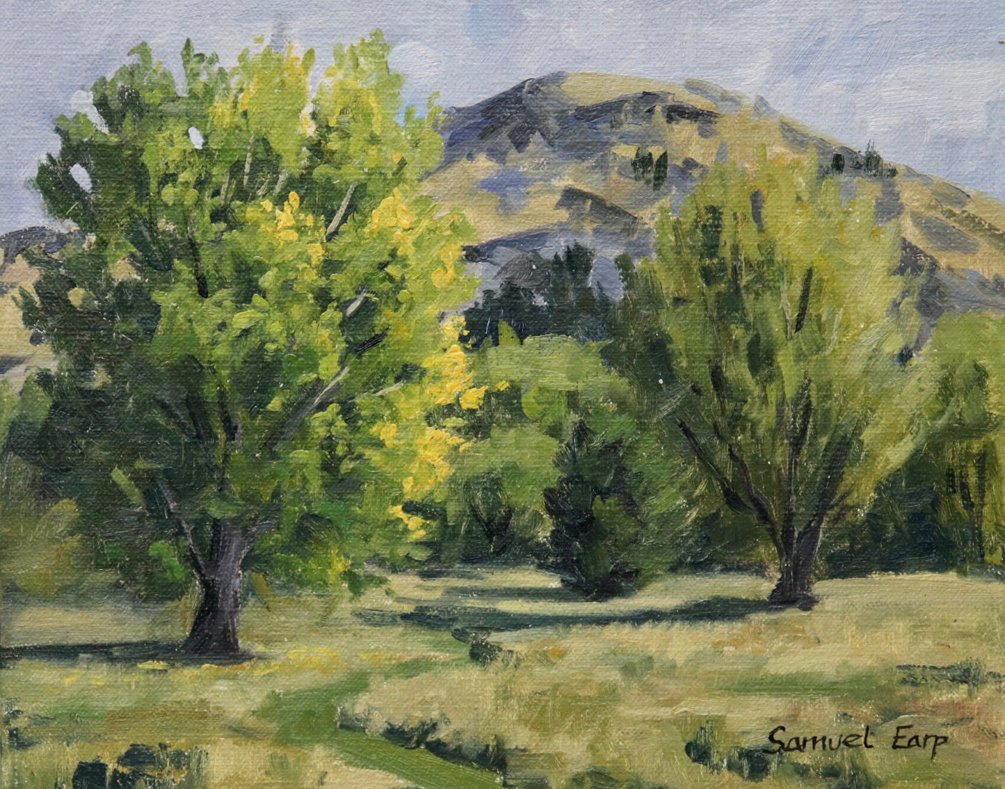 Autumn Willows and Poplars | 8" x 10" | Plein Air Oil Painting